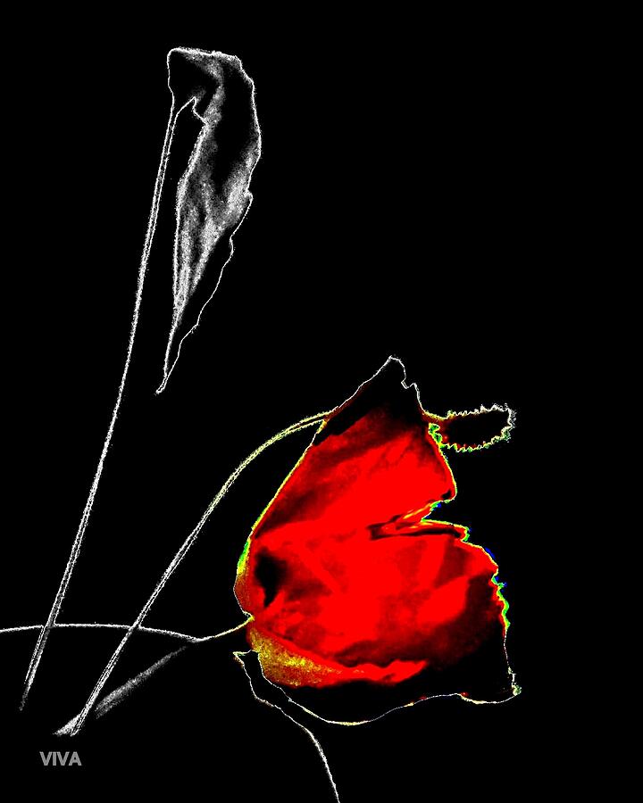 RED ROSE - selective-color Photograph by VIVA Anderson