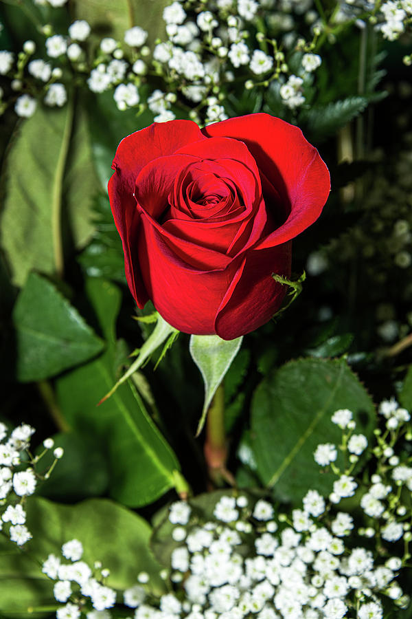 Red Rose With Babys Breath Photograph