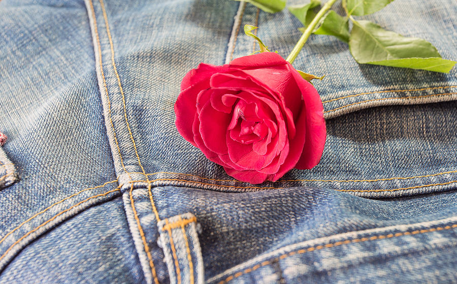 Red rose with dark blue jeans texture Photograph by Pan38