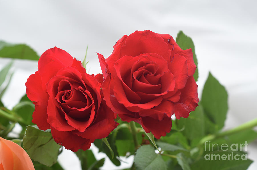 Rose Photograph - Red Roses by David Rankin