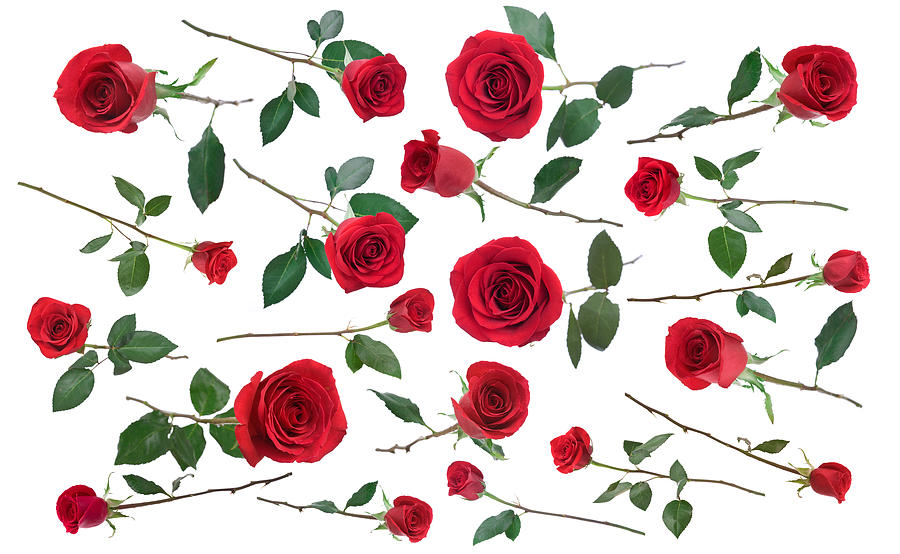 Red Roses Galore Photograph by Liliboas