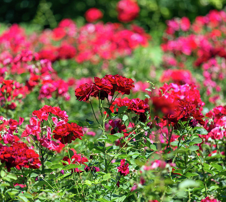 Red Roses Garden Background Photograph by Mikhail Kokhanchikov