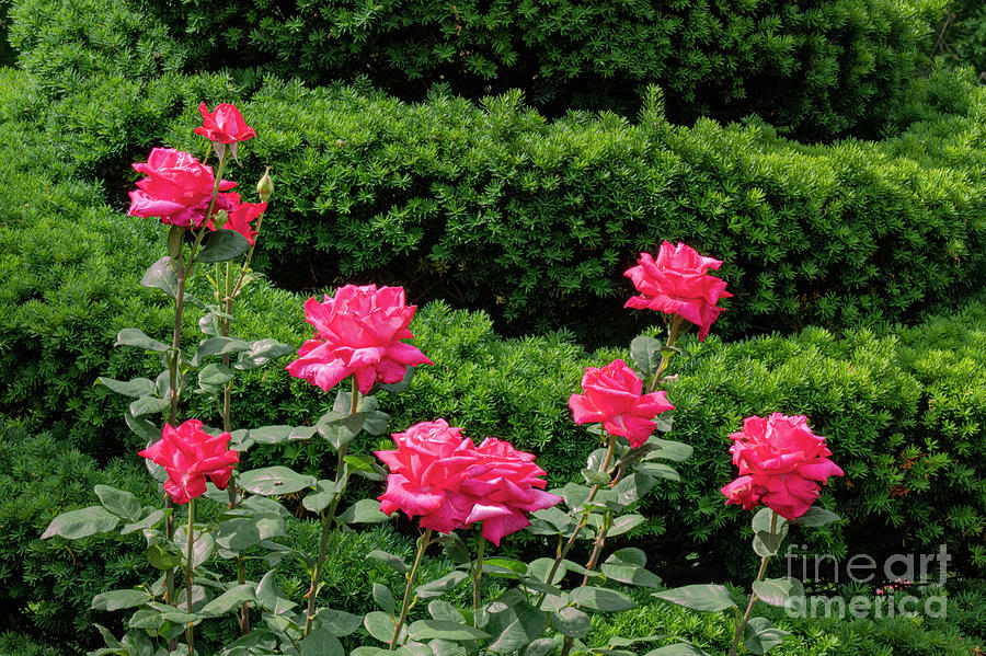 Red Roses in Boston Public Gardens  Photograph by Bob Phillips