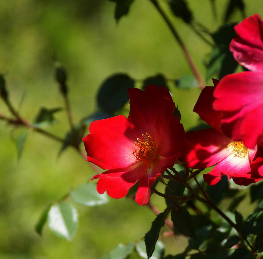 Red roses in nature Photograph by Blanchi Costela