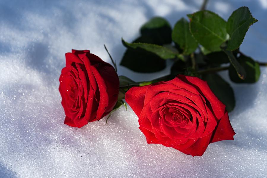 Red roses in the snow Photograph by Stacey Hessler - Fine Art America