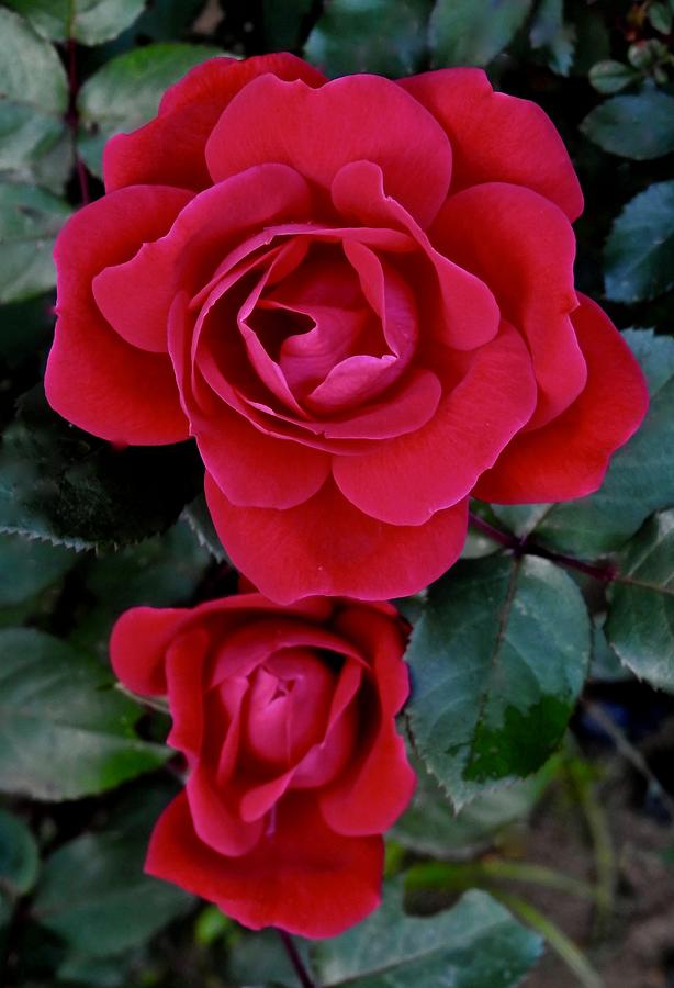 Red Roses Photograph by Kathy Ozzard Chism