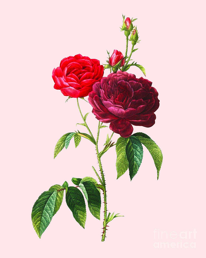 Rose Drawing - Red Roses by Madame Memento