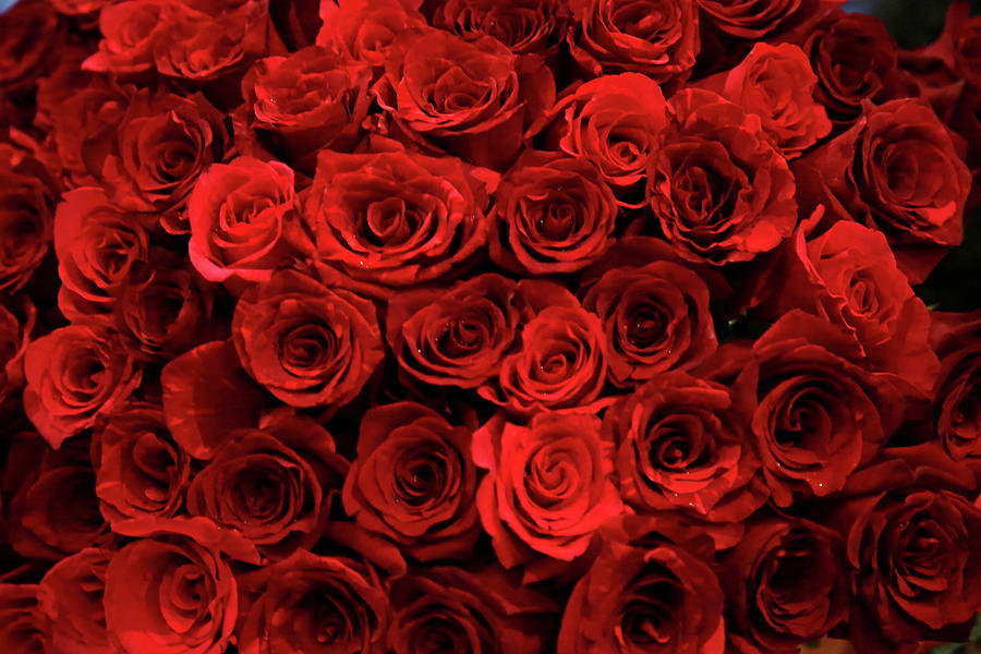 Red Roses Photograph