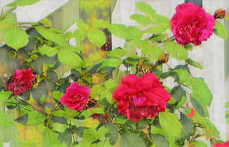 Red Roses Digital Art