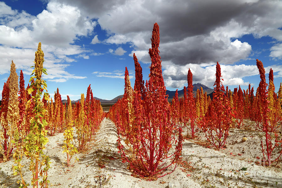 Red Royal Quinoa Field Ready for Harvest Bolivia Photograph by James Brunker