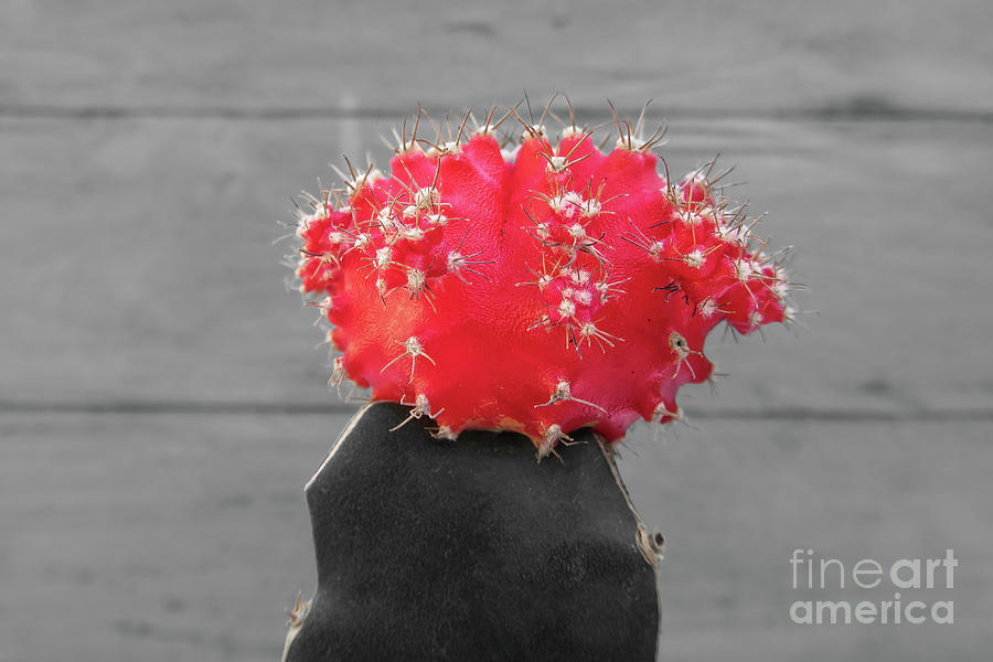 Ruby Ball Cactus Photograph - Red Ruby Ball Cactus on Teal SC by Elisabeth Lucas