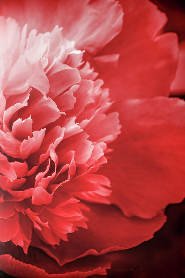 Red Ruffled Peony Flower  Photograph by Jennie Marie Schell