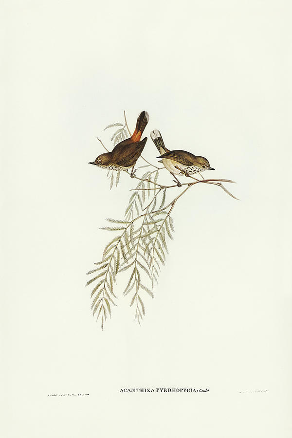 John Gould Drawing - Red-rumped Acanthiza, Acanthiza pyrrhopygia by John Gould