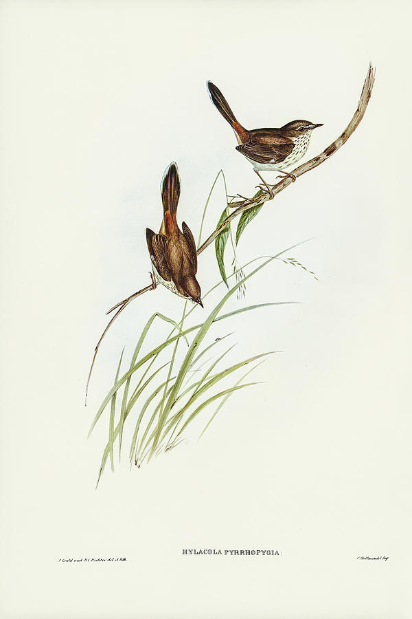 John Gould Drawing - Red-rumped Wren, ylacola pyrrhopygia by John Gould