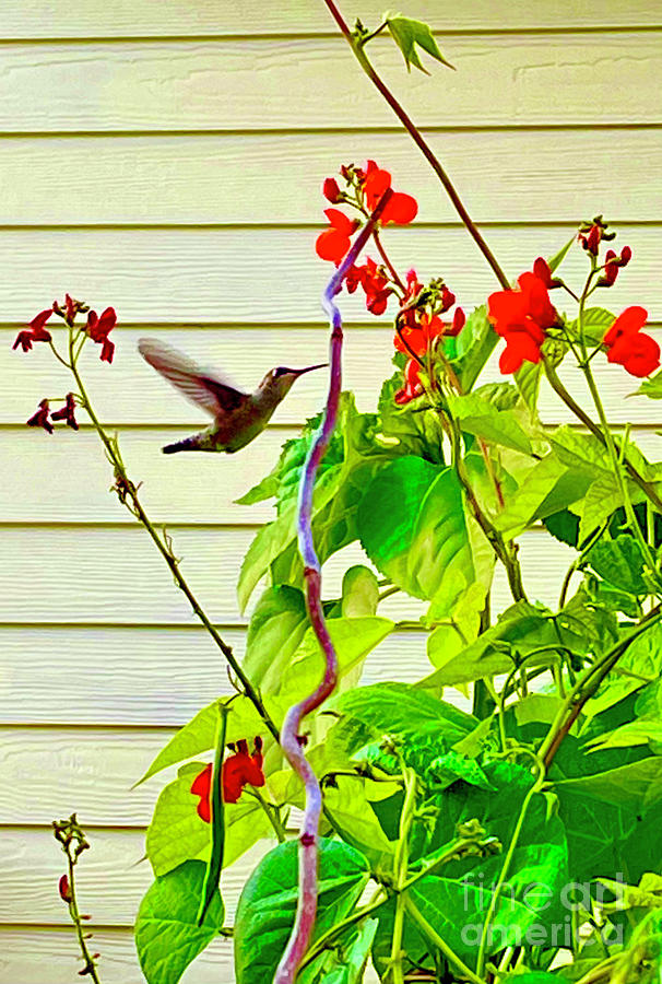 Red Runner Hummingbird  Photograph by Jennifer Lake