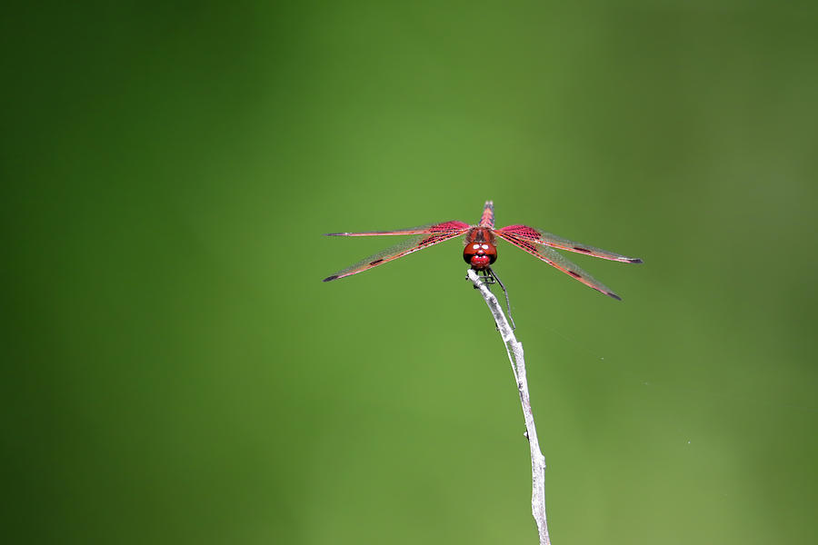 Red Saddlebag Dragonfly Photograph by Brook Burling