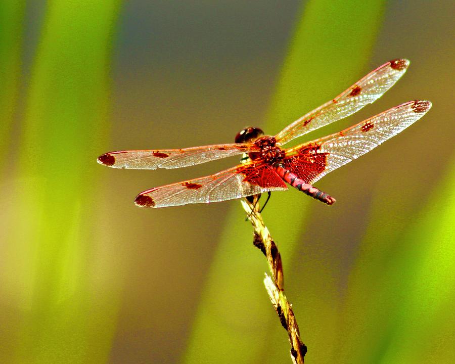 Red Saddlebags Dragonfly Photograph by Joy Buckels