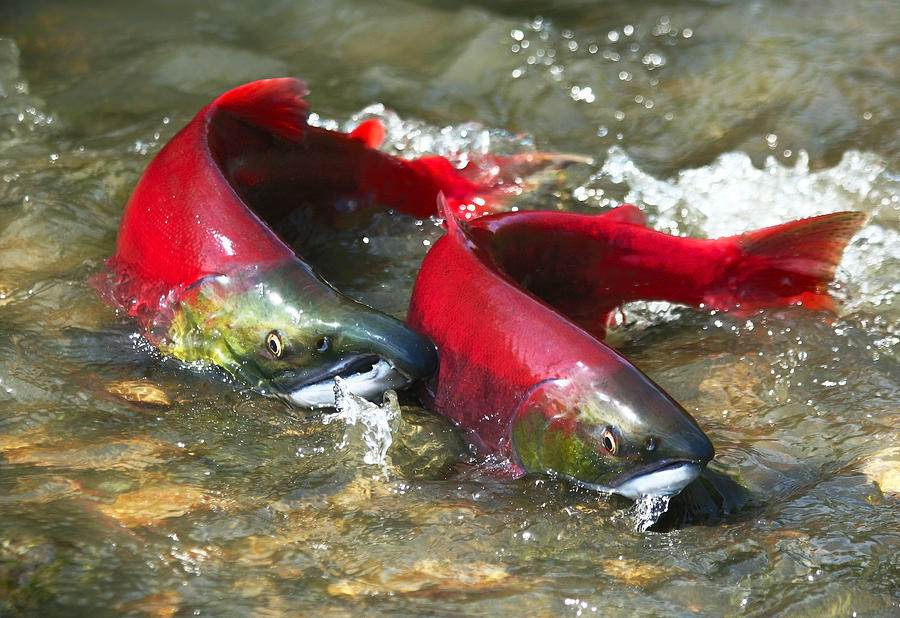 Red salmon couple Photograph by OVasik