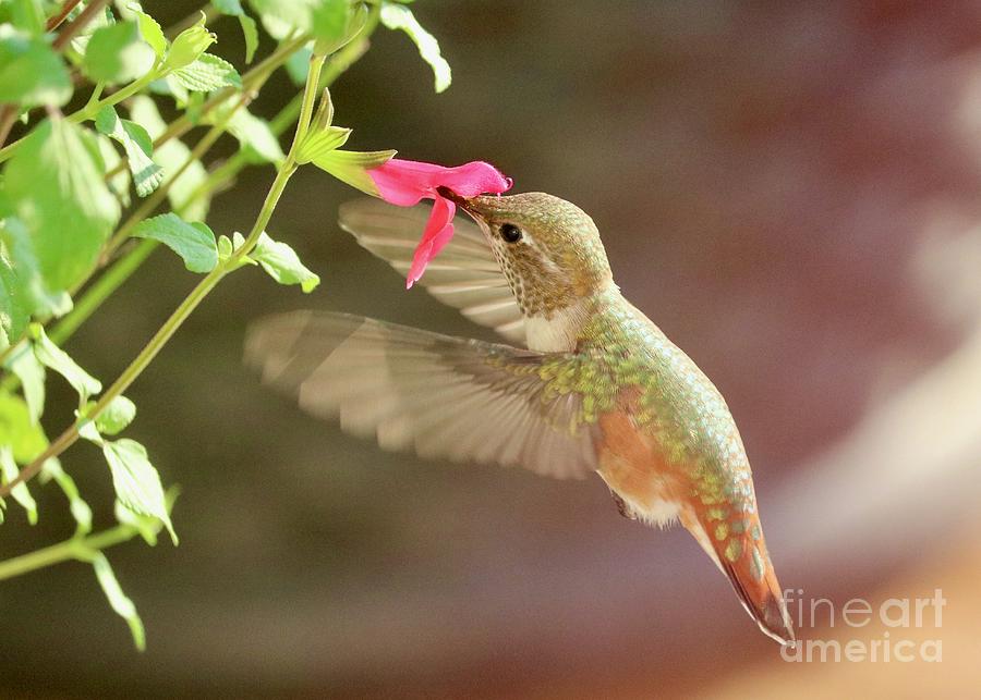Red Salvia Hummingbird Photograph by Carol Groenen