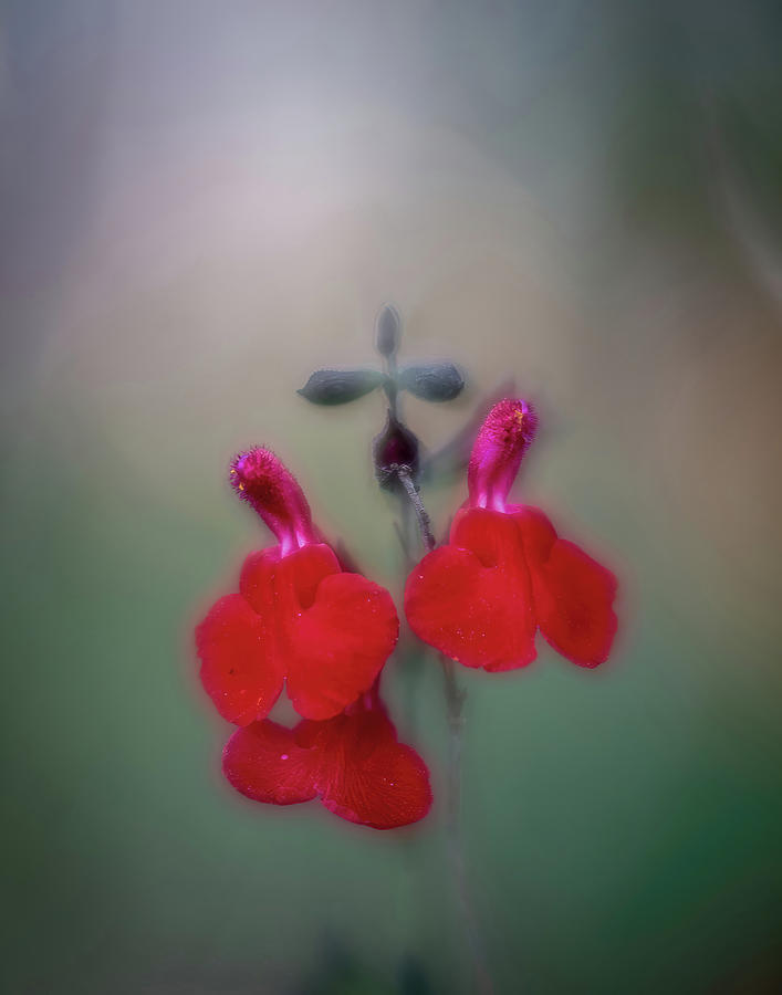 Red Salvia Portrait Photograph by Charles Hite