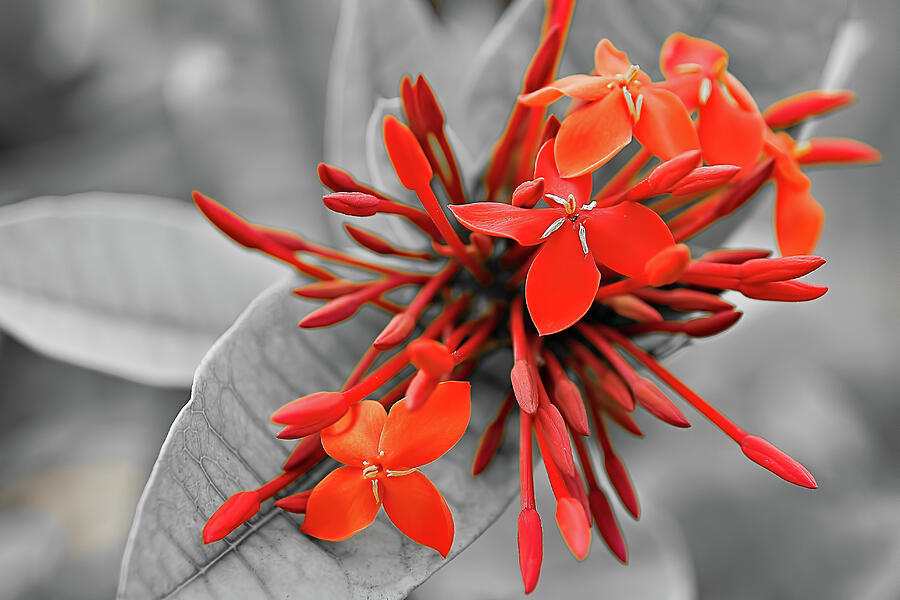 Red scarlet ixora  Photograph by Jean-Luc Farges