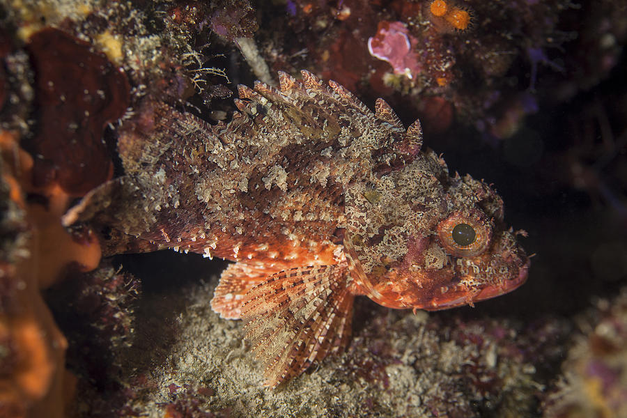 Red scorpionfish, Adriatic Sea, Croatia, Europe Photograph by Lumi Images/Romulic-Stojcic
