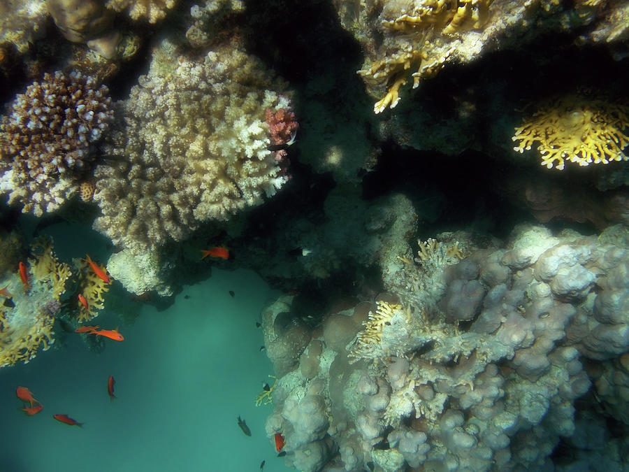 Red Sea Anthias With The Half And Half Chromis Photograph by Johanna Hurmerinta