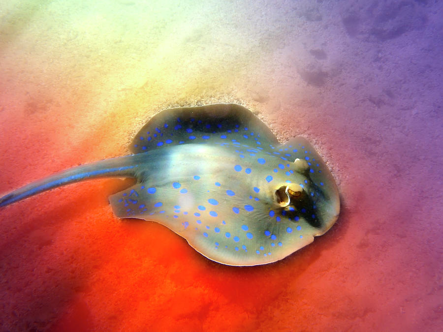 Red Sea Blue Spotted Stingray Creatively Photograph by Johanna Hurmerinta
