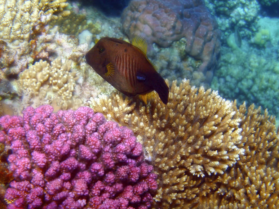 Red Sea Broom Filefish Photograph by Johanna Hurmerinta