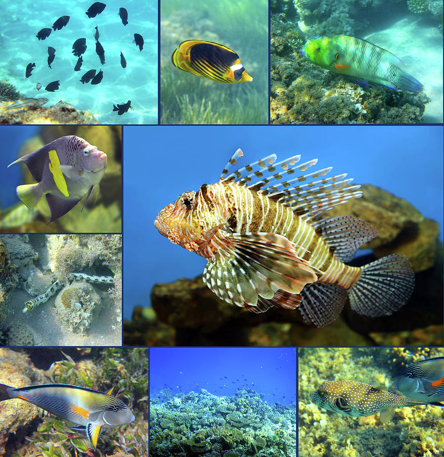 Red Sea coral fish set Photograph by Mikhail Kokhanchikov
