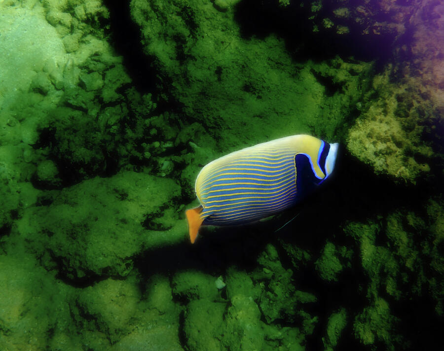 Red Sea Emperor Angelfish Closeup Photograph by Johanna Hurmerinta