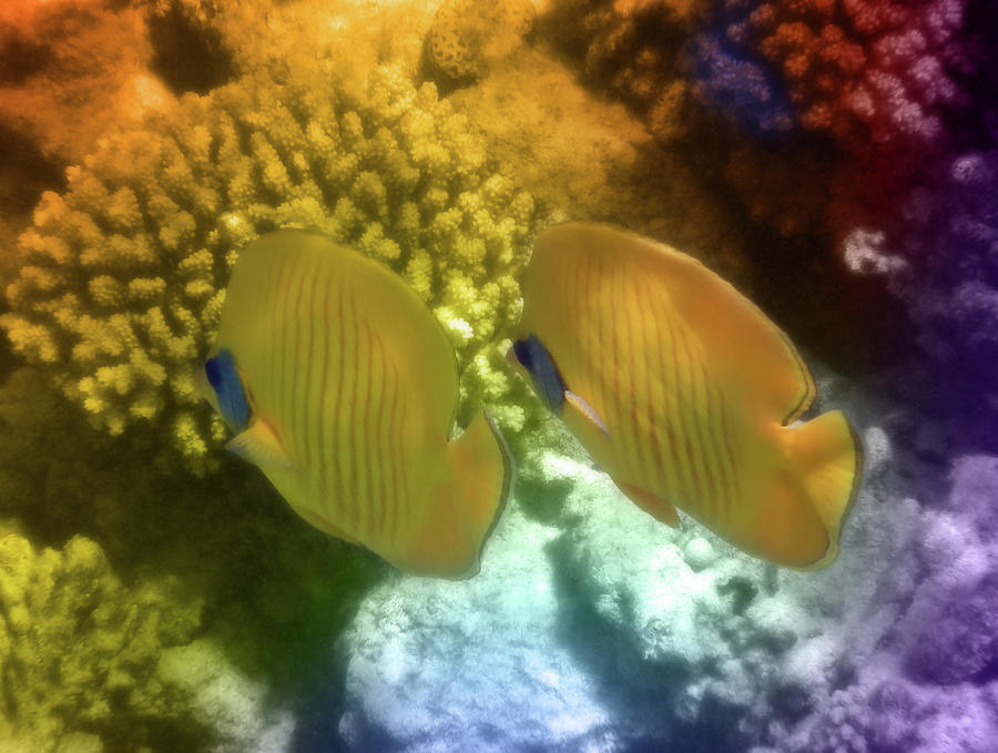 Red Sea Masked Butterflyfish Among The Corals Photograph by Johanna Hurmerinta