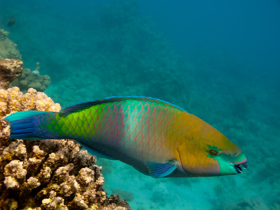Red Sea Parrotfish Photograph by Alexsey