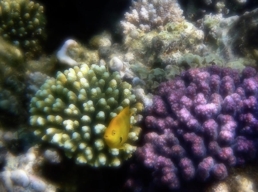 Red Sea Sulphur Damsel Fish Among Corals Photograph by Johanna Hurmerinta