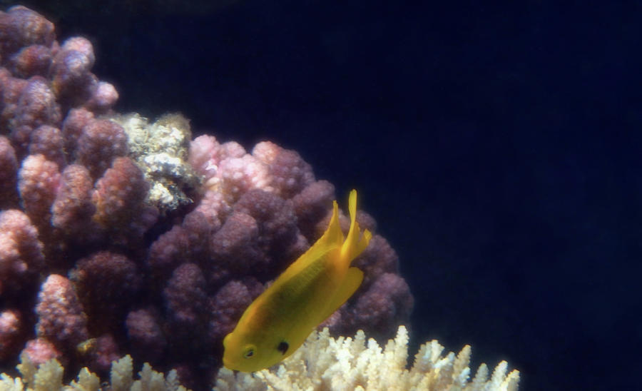 Red Sea Sulphur Damselfish Closeup Photograph by Johanna Hurmerinta