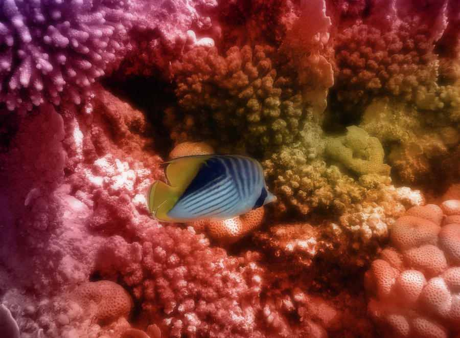 Red Sea Threadfin Butterflyfish Colorfully Photograph by Johanna Hurmerinta