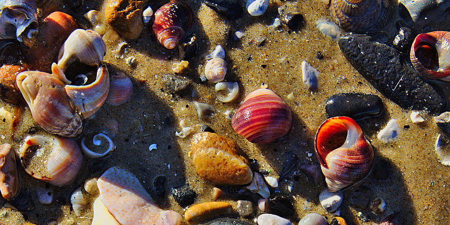 Red Seashells in the Sand Photograph by Jeremy Hayden