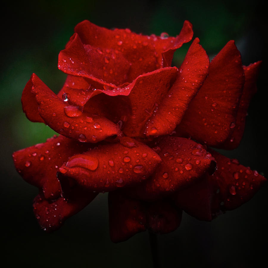 Red September 2021 Rose in the Rain Photograph by Richard Cummings