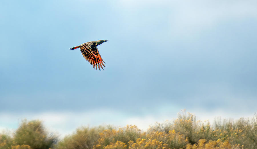 Red Shafted Flicker Photograph by Rick Mosher