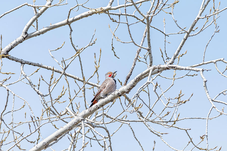 Red-shafted Northern Flicker Photograph
