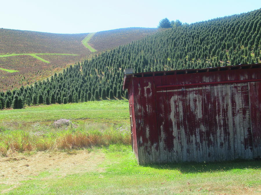 Red Shed And Christmas Trees 2 Photograph by Cathy Lindsey Fine Art