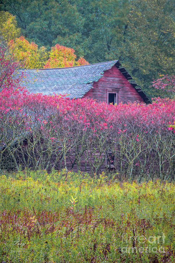 Fall Photograph - Red Shed and Sumac by Trey Foerster