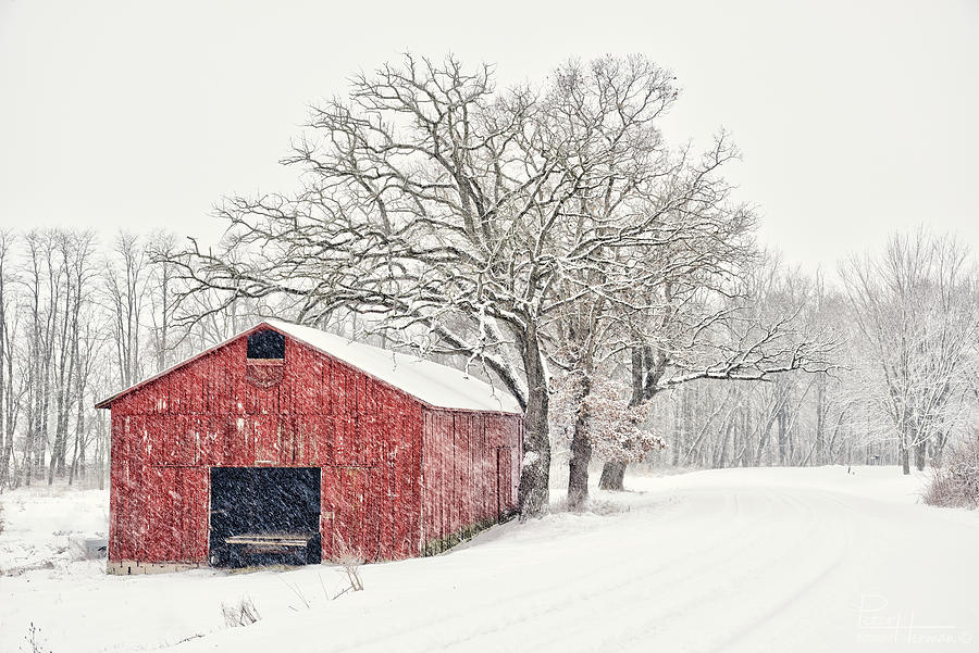 Red Shed in White -  Tobacco shed on Stebbinsville Road near Stoughton WI in snowstorm Photograph by Peter Herman