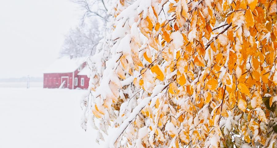 Red Shop Beyond Snowy Birch Photograph by Mary Tastad Red Shop Beyond Snowy Birch Photograph by Mary Tastad
