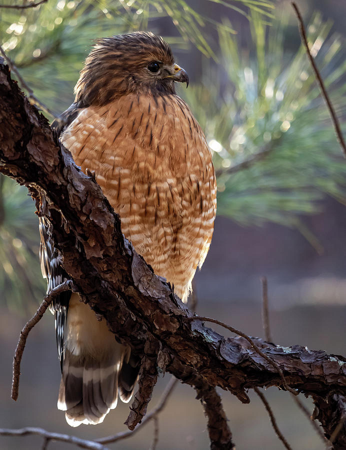 Red-Shoudlered Hawk  Photograph by Rick Nelson