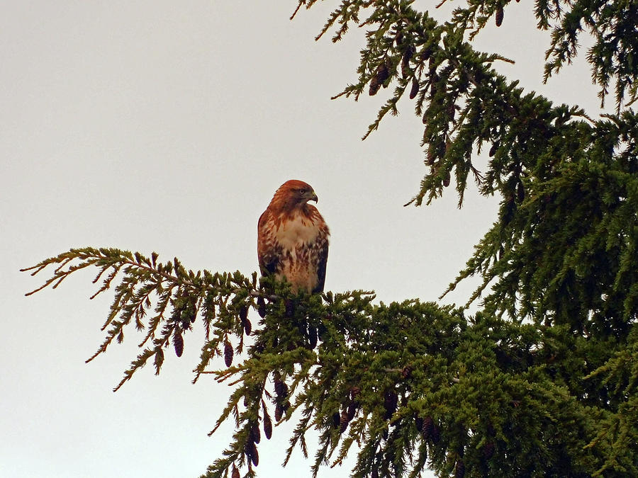 Red Shoulder Hawk Photograph by Carl Moore