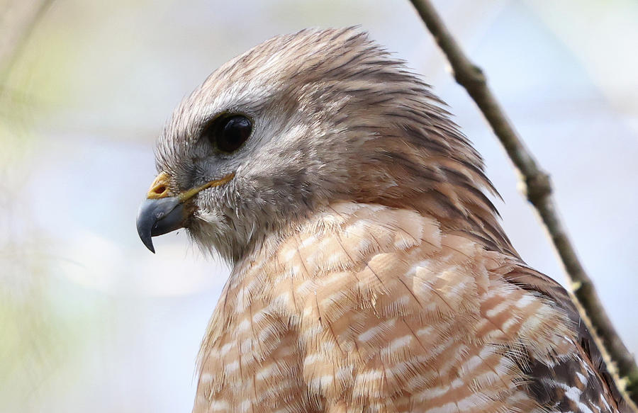 Red Shoulder Hawk Closeup Photograph by George Kenhan