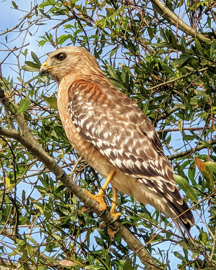 Red Shoulder Hawk March 2020 Photograph by Jerry Griffin