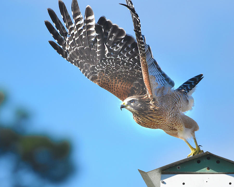 Red Shoulder Hawk Taking Off  Photograph by Jerry Griffin