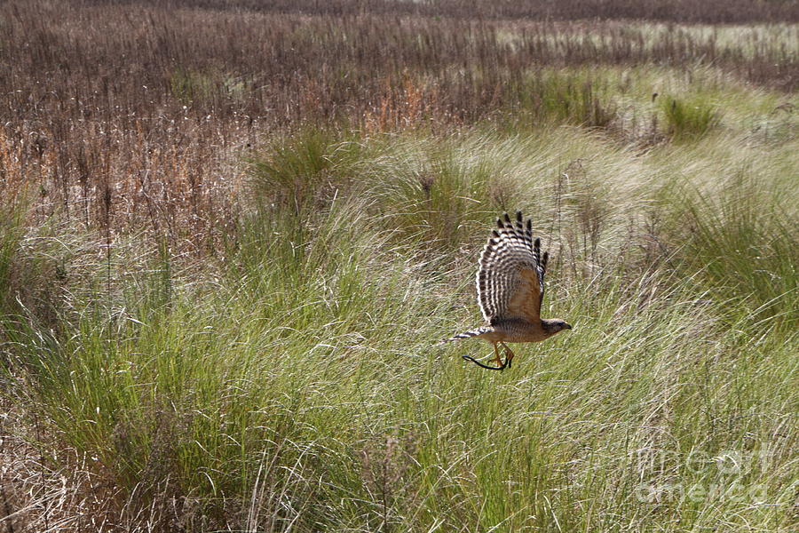Red Shoulder Hawk with a Snake Photograph by Donald Sawin Red Shoulder Hawk with a Snake Photograph by Donald Sawin
